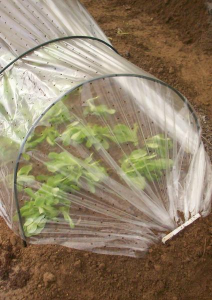 Croissance et protection des végétaux - Film Tunnel de Croissance - 2 m x 5 m - face recto